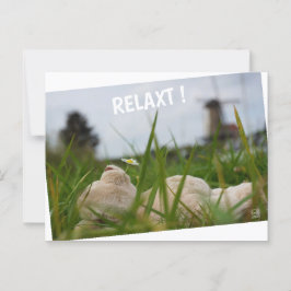 Postal Beer relaxt in natuur met Hollandse molen.