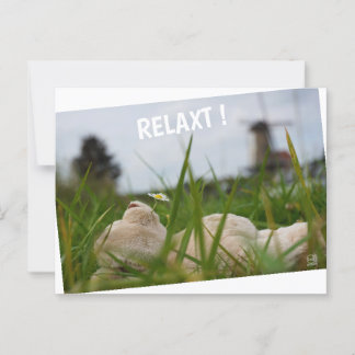 Postal Beer relaxt in natuur met Hollandse molen.
