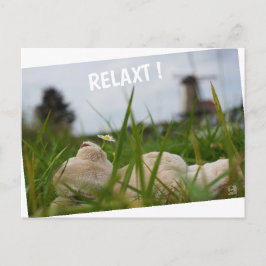Postal Beer relaxt in natuur met Hollandse molen.