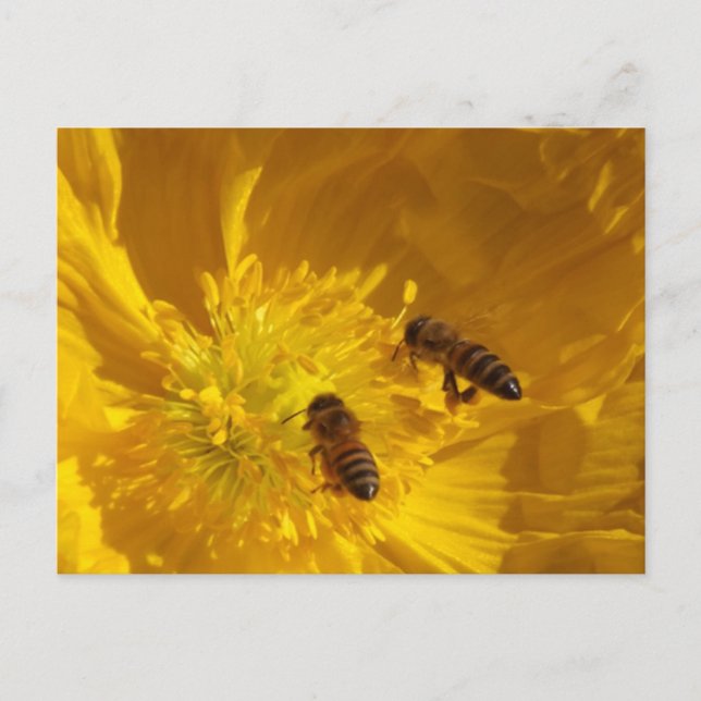 Postal Bees Postcard (Anverso)