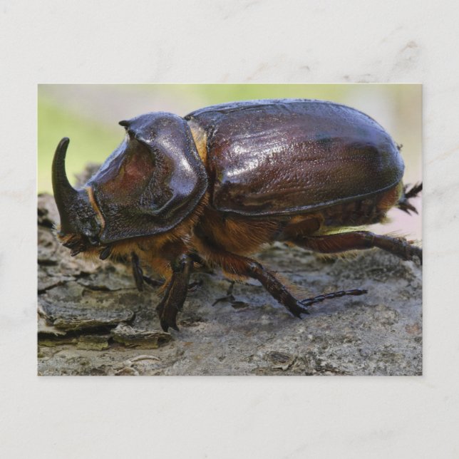 Postal Beetle (Anverso)
