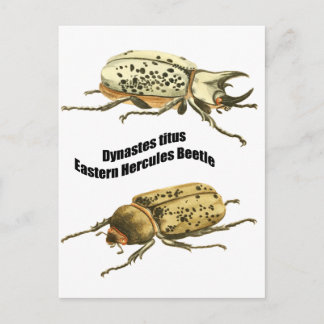 Postal Beetle hercules