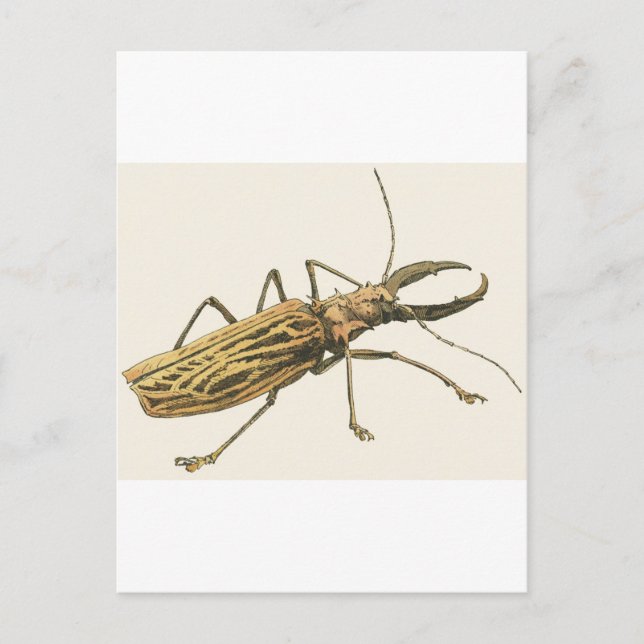 Postal Beetle longhorn (Anverso)