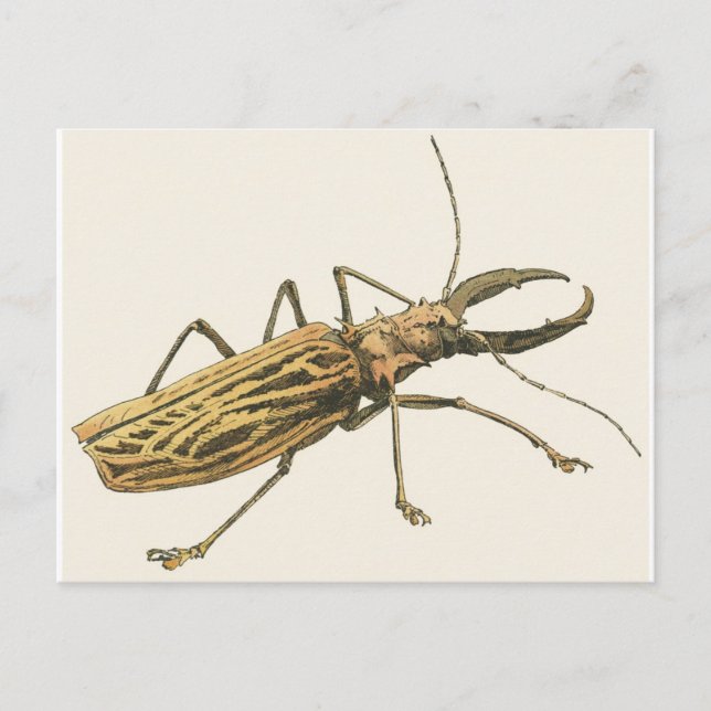 Postal Beetle longhorn (Anverso)