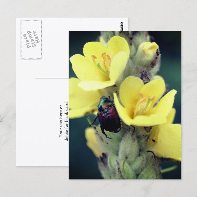 Postal Beetle On Mullein Flower Photography  (Anverso / Reverso)