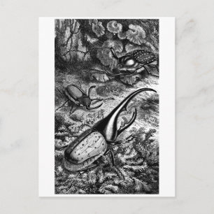 Postal Beetles