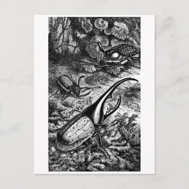 Postal Beetles (Anverso)