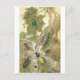 Postal Beetles británicos