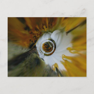 Postal Beez de Swirled