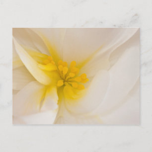 Postal Begonia blanca