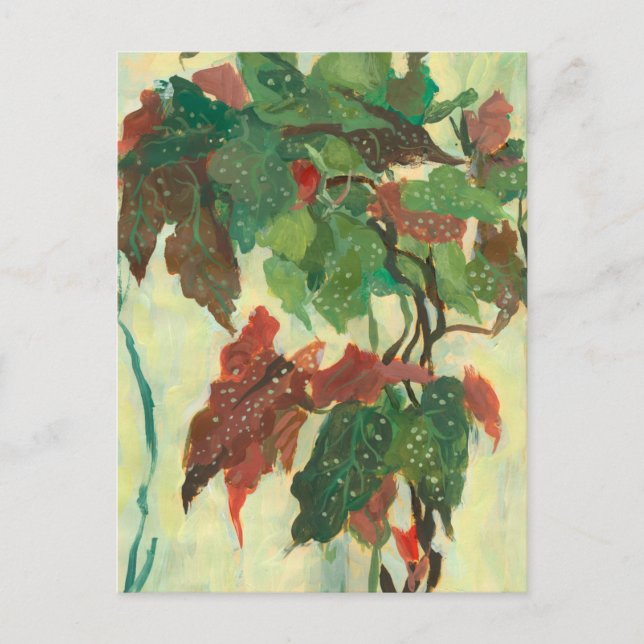 Postal Begonia Maculata Planta de Jardín Casero Pintura F (Anverso)