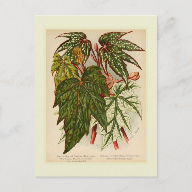 Postal Begonia rex (Anverso)