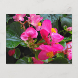 Postal Begonia rosa