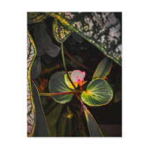 Begonia SC florece entre hojas de caladium