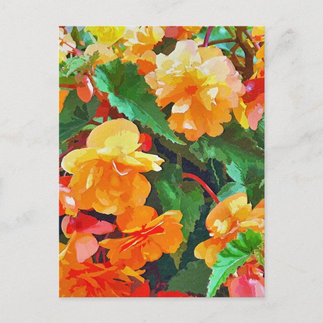 POSTAL BEGONIAS (Anverso)