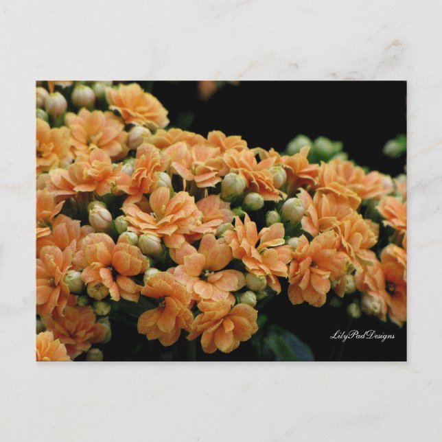 Postal Begonias, Naranja floral de postcard (Anverso)
