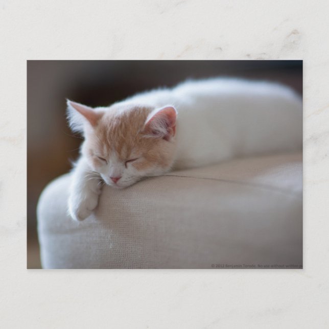 Postal Beige Cansado Y Gatito Blanco (Anverso)
