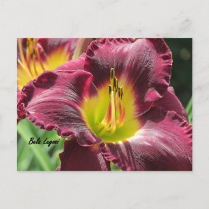 Postal Bela Lugosi - Daylily