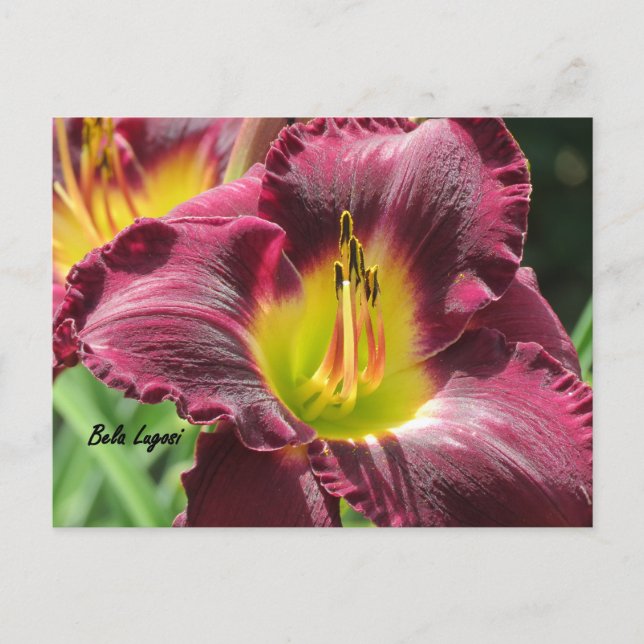 Postal Bela Lugosi - Daylily (Anverso)