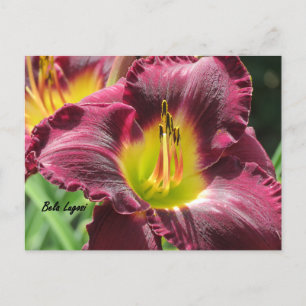 Postal Bela Lugosi - Daylily