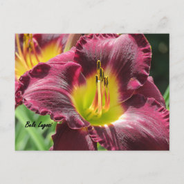 Postal Bela Lugosi - Daylily