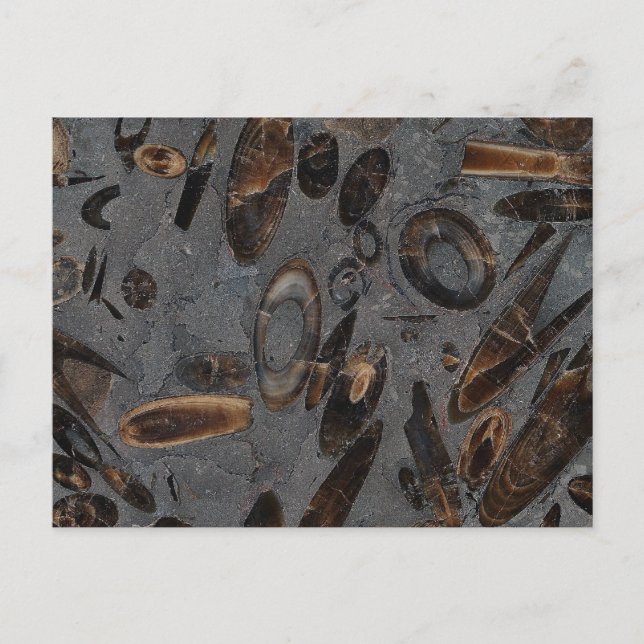 Postal Belemnitas (Anverso)