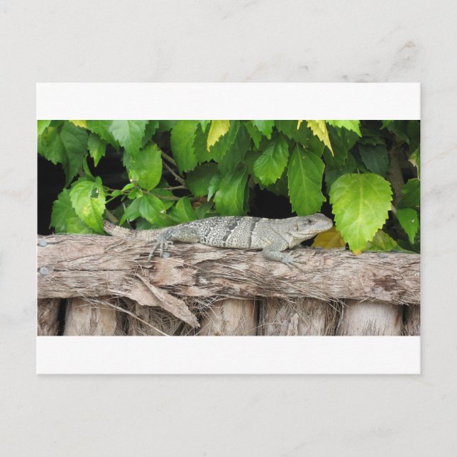 Postal Belice Lizard PostCard (Anverso)