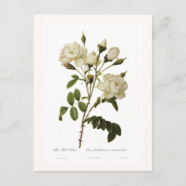 Postal Bell rosa (Anverso)