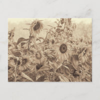Bella Artes de tonos de sepia de campo de girasol