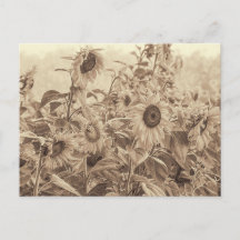 Bella Artes de tonos de sepia de campo de girasol