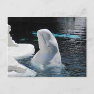 Postal Bella ballena blanca Beluga
