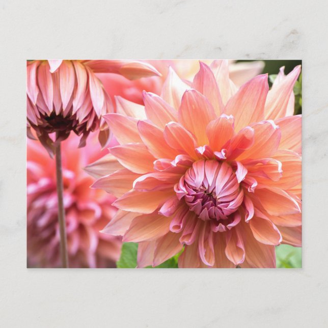 Postal Bella Dahlias Rosa (Anverso)