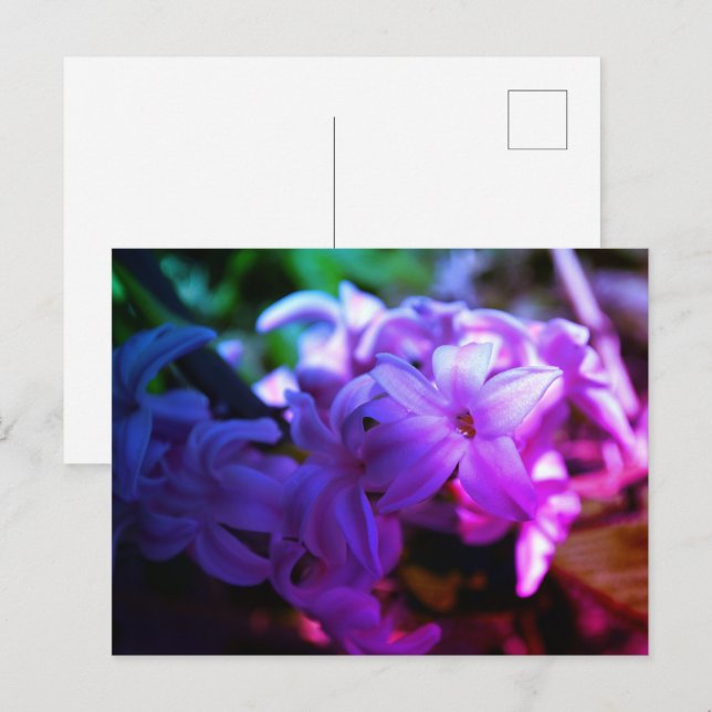 Postal Bella flor de jacinto (Hyacinthus) (Anverso / Reverso)