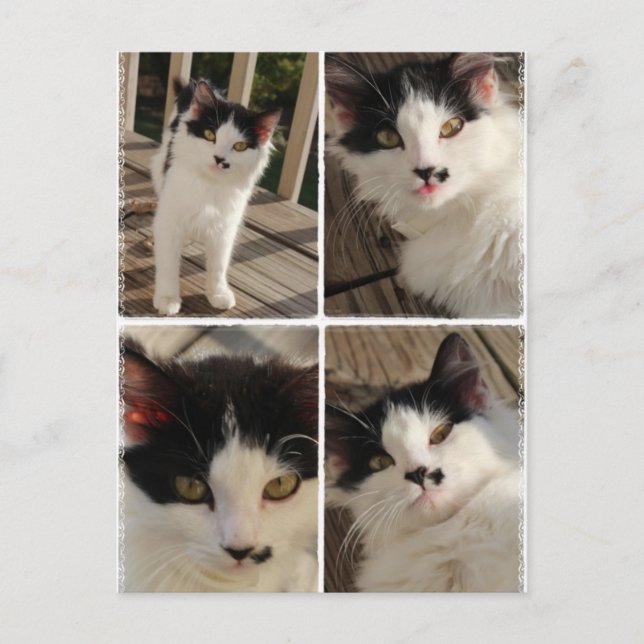 Postal Bella kitten (Anverso)