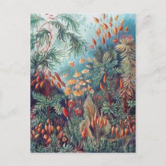 Postal Bella naturaleza - Mosses