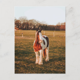 Postal Bella pintura marrón Borrador de foto de caballo