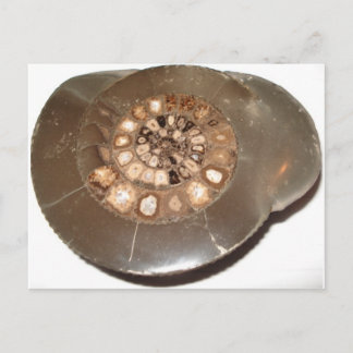 Postal Bella sección Dactylioceras amnite fósil