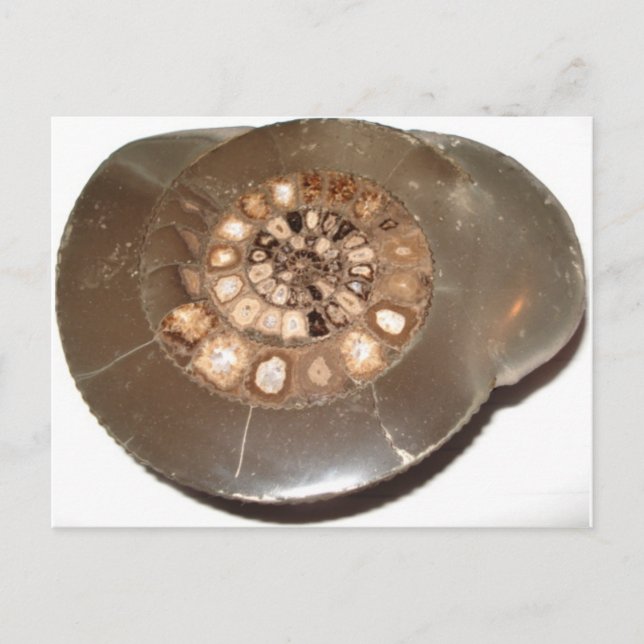 Postal Bella sección Dactylioceras amnite fósil (Anverso)