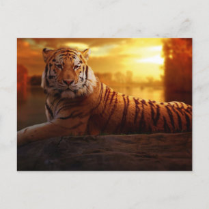 Postal Bella tigre