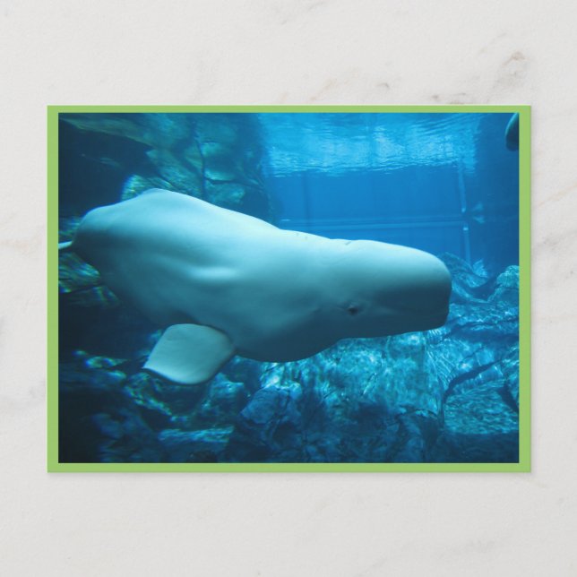 Postal Bella Y Jugadora Ballena Beluga En Un Acuario En G (Anverso)