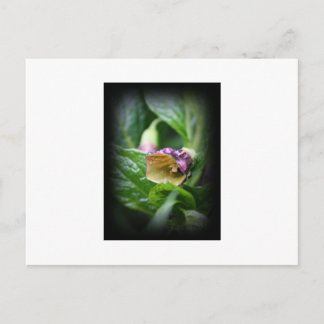 Postal Belladonna
