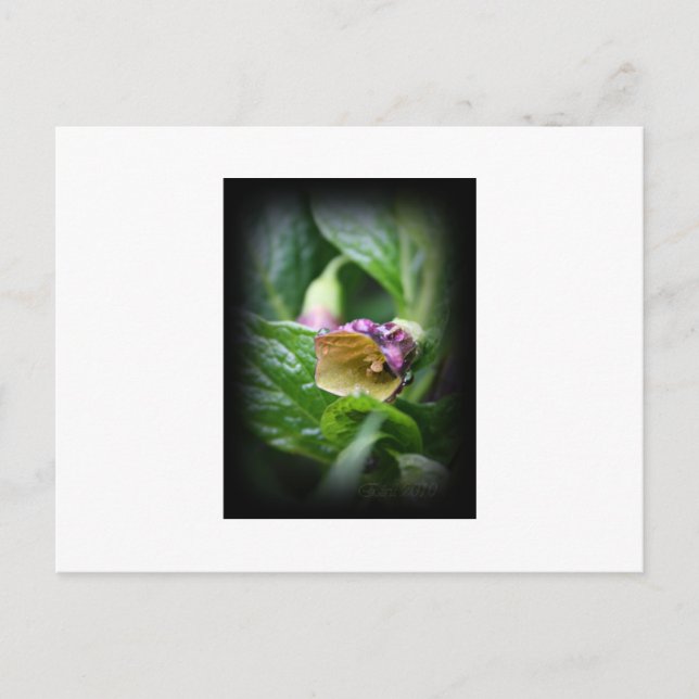 Postal Belladonna (Anverso)