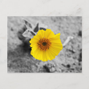 Postal Belleza aposcardcopia aislada
