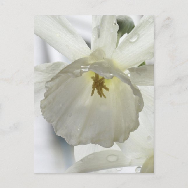 Postal Belleza blanca en la lluvia (Anverso)