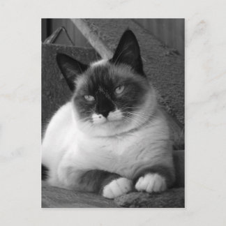 Postal Belleza (blanco y negro)