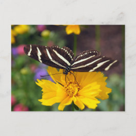Postal Belleza de la mariposa cebra