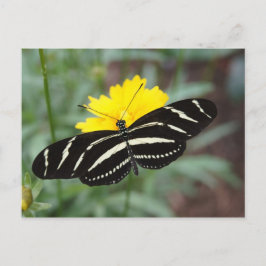 Postal Belleza de la mariposa cebra II