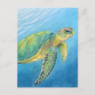 Postal Belleza de la tortuga