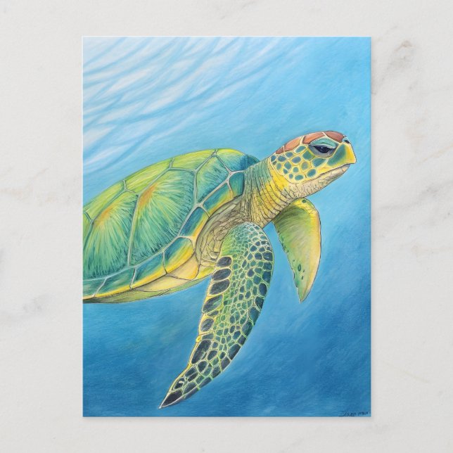 Postal Belleza de la tortuga (Anverso)