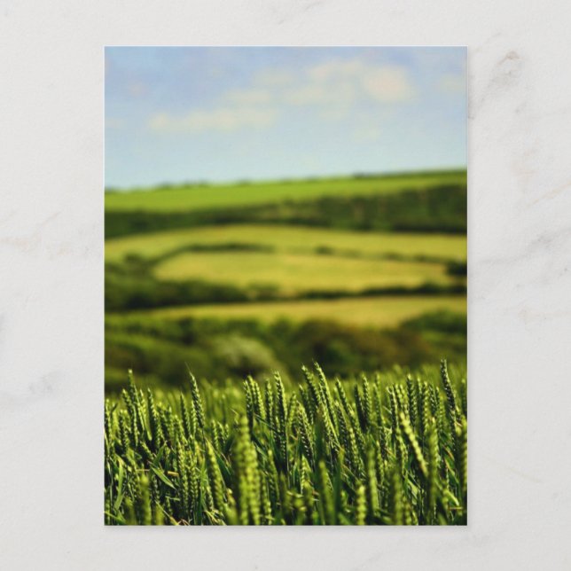 Postal Belleza de la vida (Anverso)